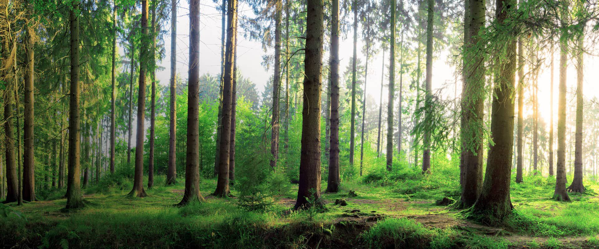 FAMAC Kunststoffverpackungen Panorama Waldmotiv