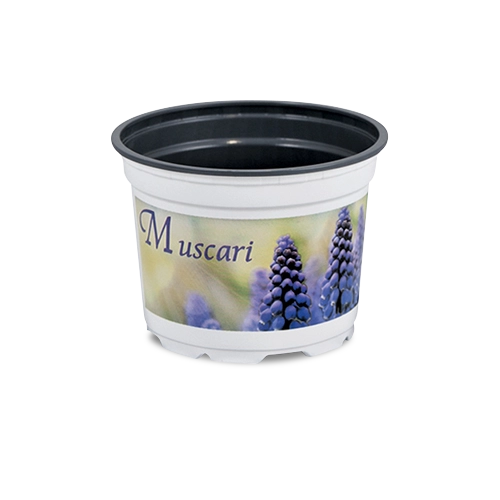 teku-slidershow-muscari-blumentopf-mit-weißen-druck-de_500x500